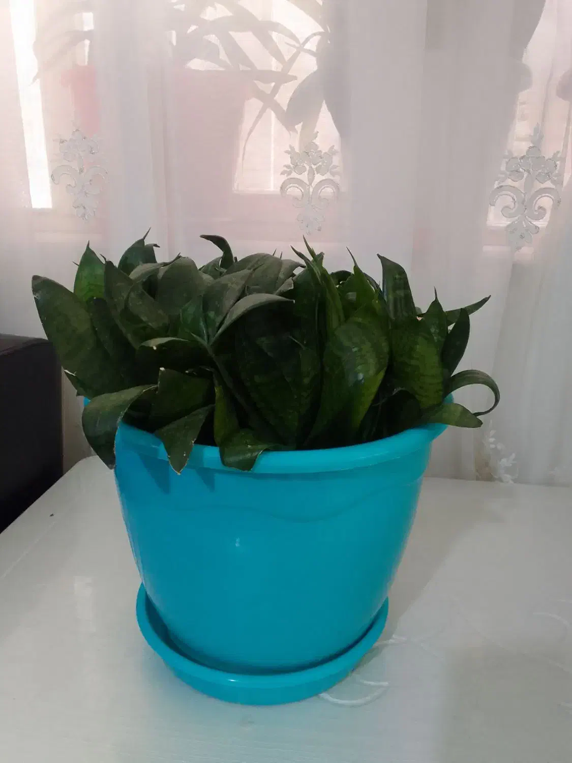 سانسوریا شمشیری سبز|گل و گیاه طبیعی|ارومیه, |دیوار