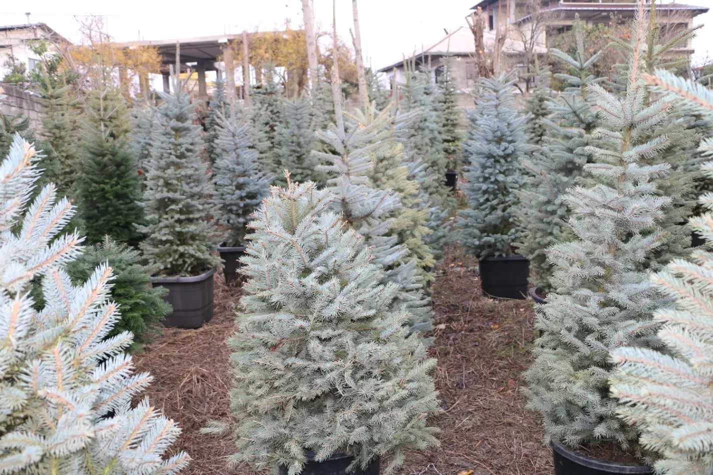 کاج نوئل آبی لوکس توپر برای فضای سبز و کریسمس|گل و گیاه طبیعی|شیرود, |دیوار