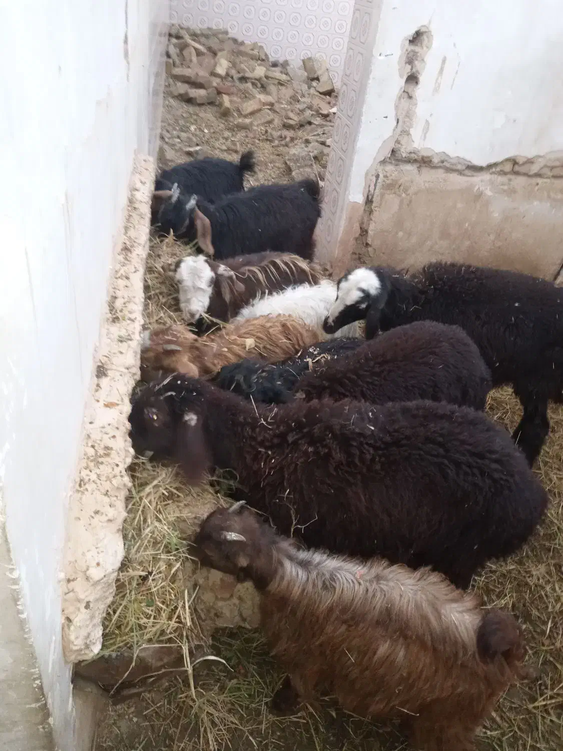 بزغاله نروماده|حیوانات مزرعه|میاندوآب, |دیوار