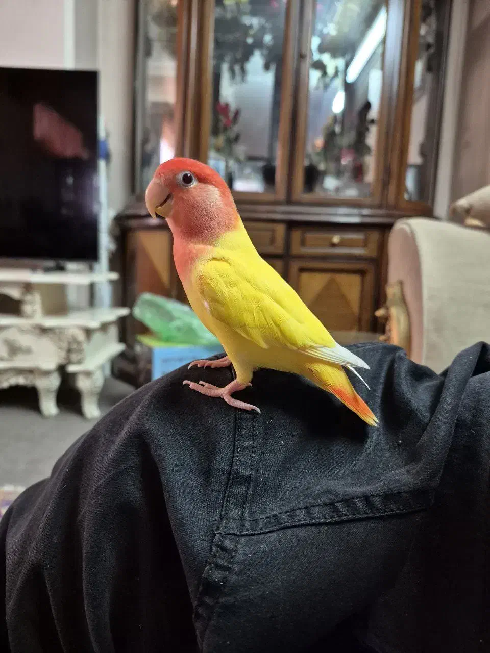 طوطی برزیلی|پرنده|ری, فیروزآبادی|دیوار