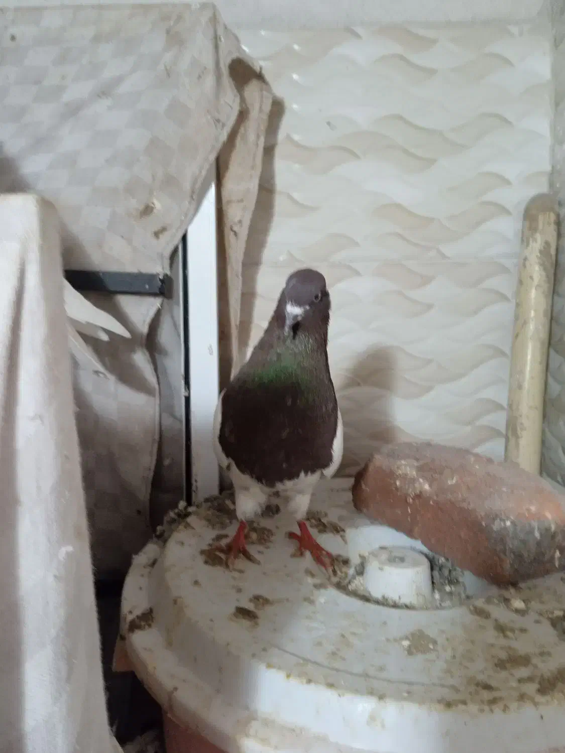 کبوتر نرسفید|پرنده|آذرشهر, |دیوار