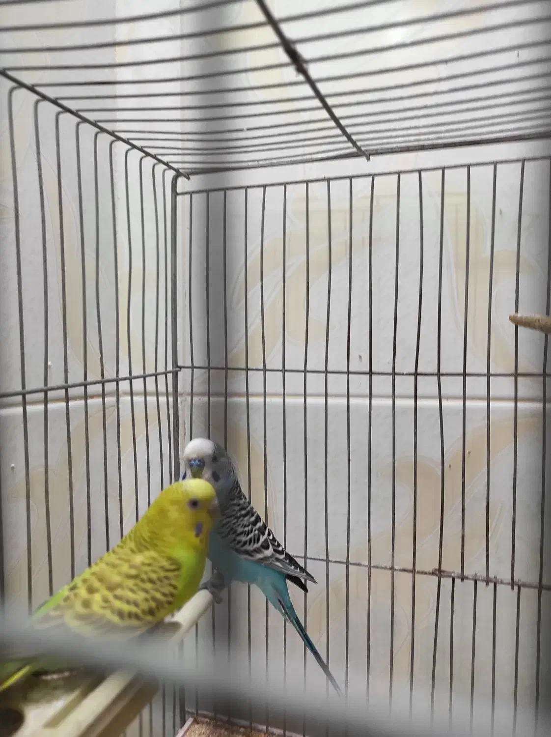 فروشی جفتی ۵۰۰|پرنده|شهرضا, |دیوار