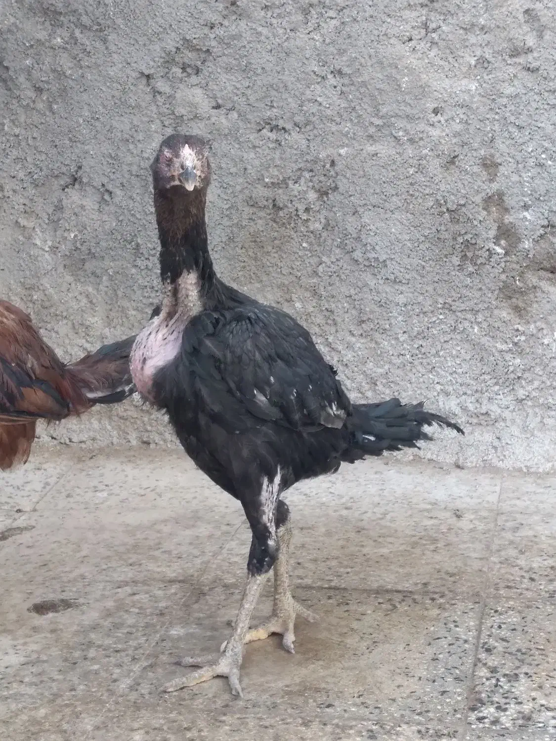 یک جفت مرغ خروس لاری|حیوانات مزرعه|رزن, |دیوار