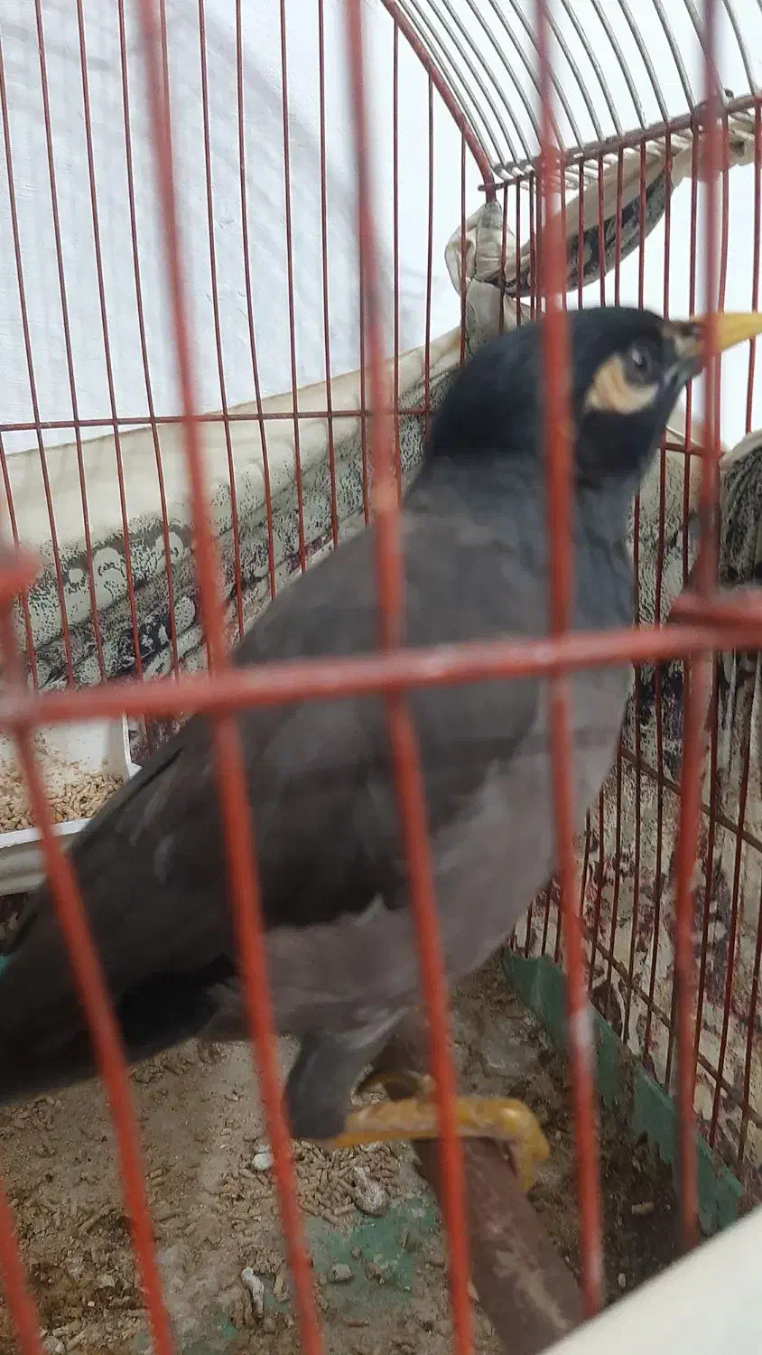 مرغ مینا سخنگو|پرنده|اصفهان, شهرک امام خمینی|دیوار