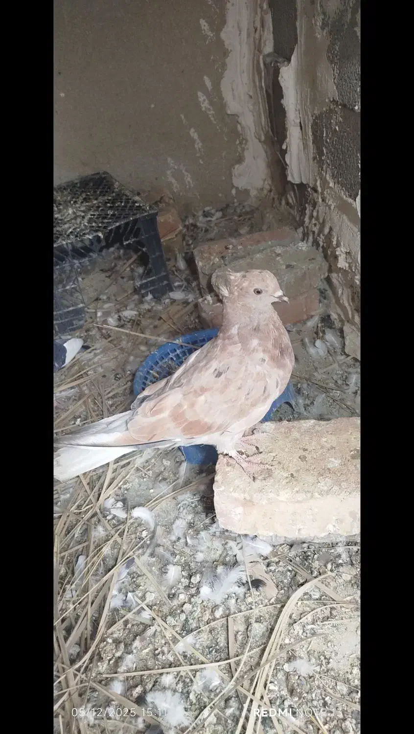 جوجه سرخ دمسفید کاکل|پرنده|سراوان, |دیوار