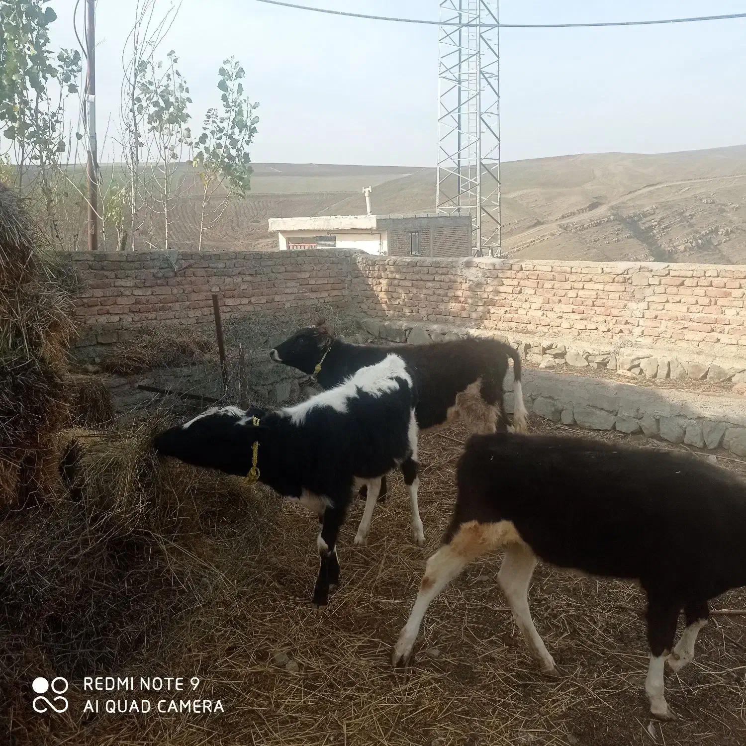 فروش ۳عدد کوساله ماده|حیوانات مزرعه|گرمی, |دیوار