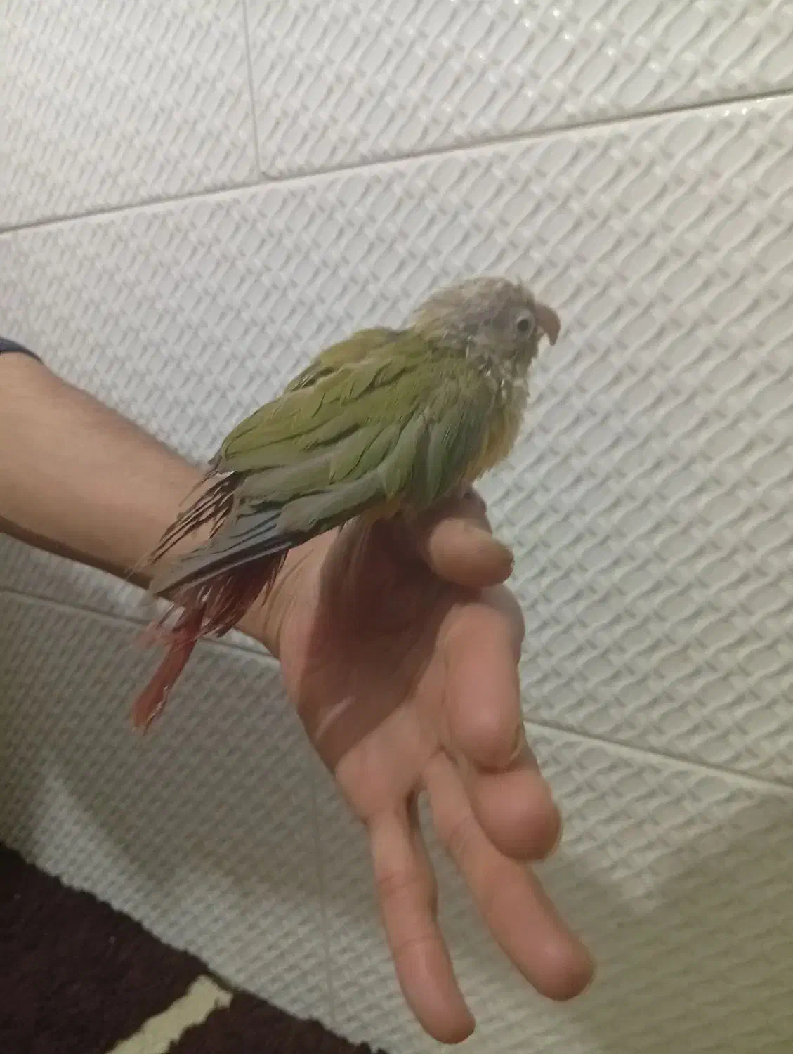 گرینچیک|پرنده|مشهد, ایثار|دیوار