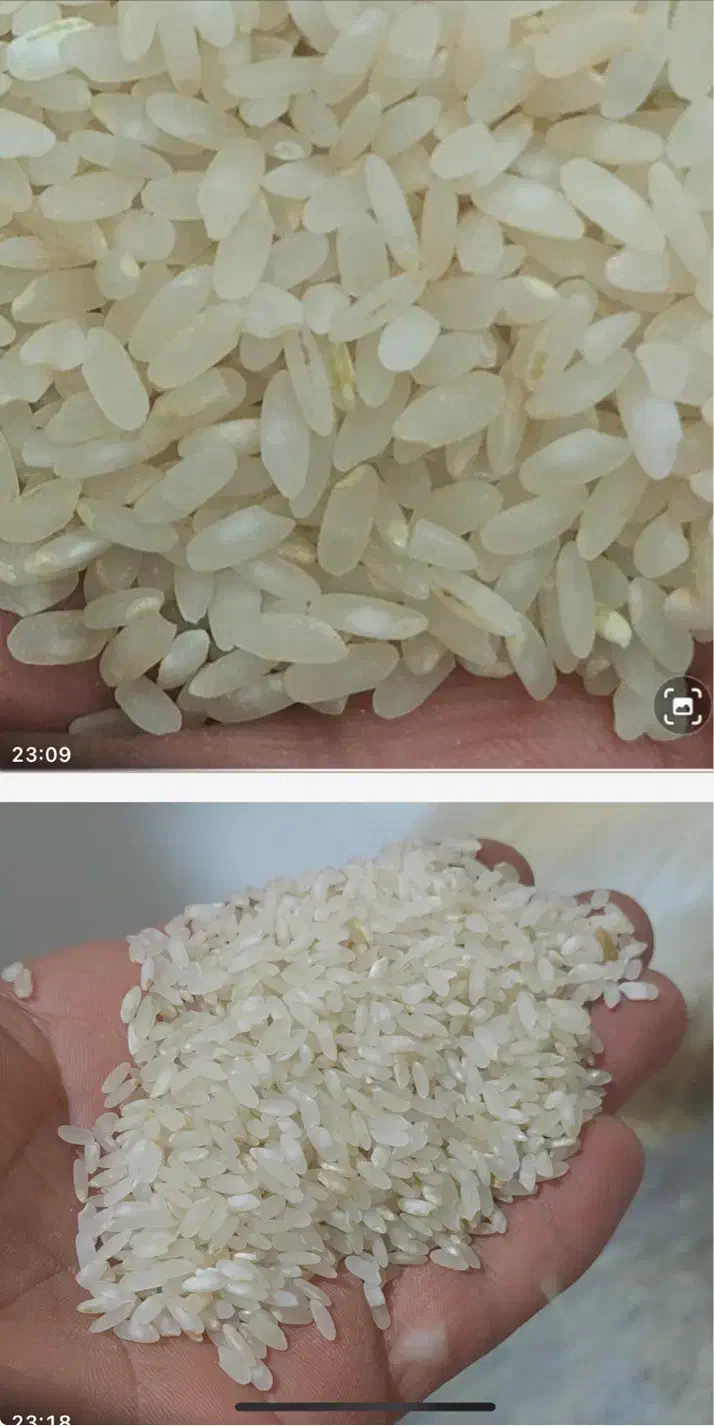 برنج کامفیروزی به شرط|خوردنی و آشامیدنی|شیراز, شهرک مطهری|دیوار
