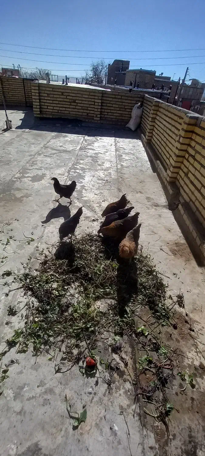 سه تا مرغ جوان تازه تخم گذار ودوتا نیمچه دونه ۵۰۰|حیوانات مزرعه|تکاب, |دیوار