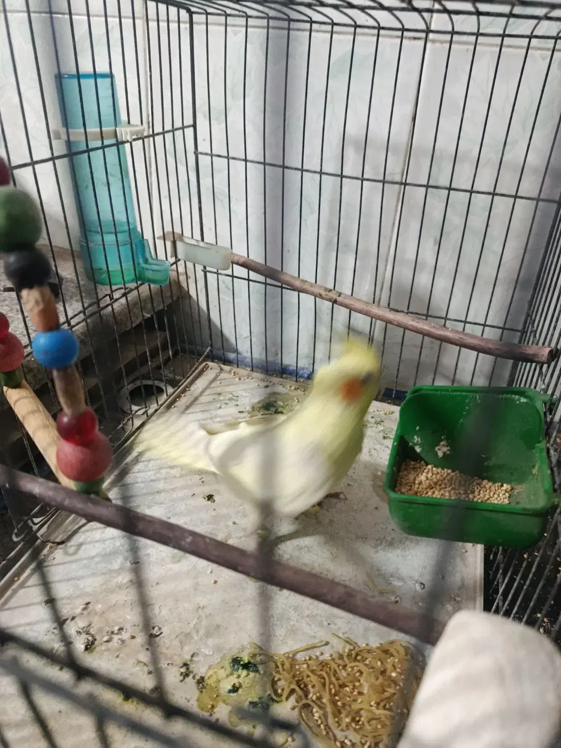 عروس لتینو مولد|پرنده|قم, شهرک مهدیه (مدرس)|دیوار