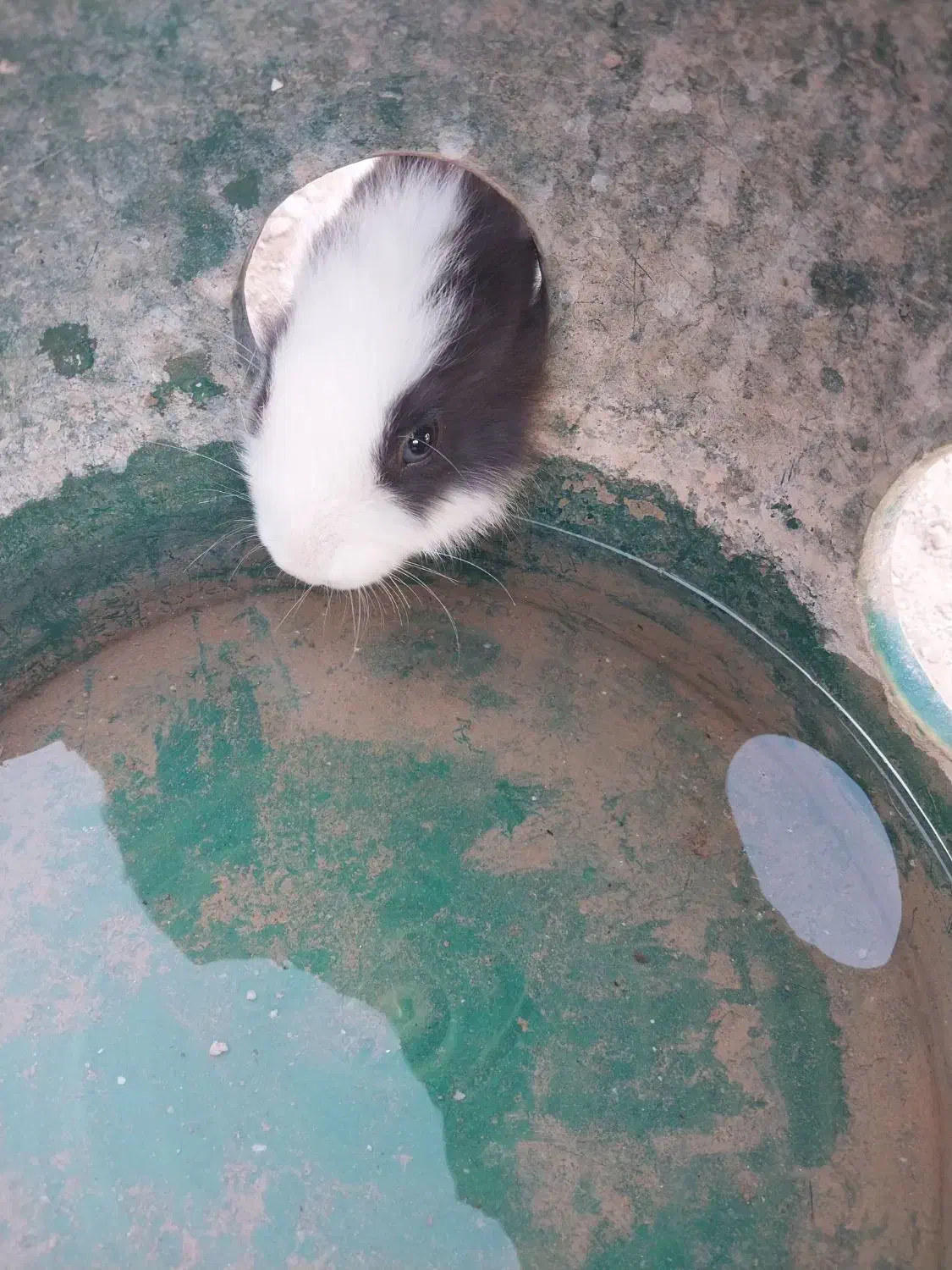 خرگوش|موش و خرگوش|میبد, |دیوار