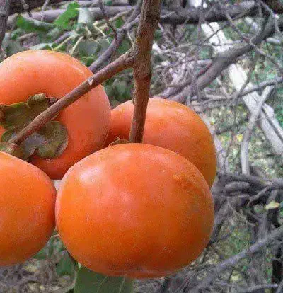 پیشفروش نهال شناسه دار خرمالو|خدمات باغبانی و درختکاری|بدره, |دیوار
