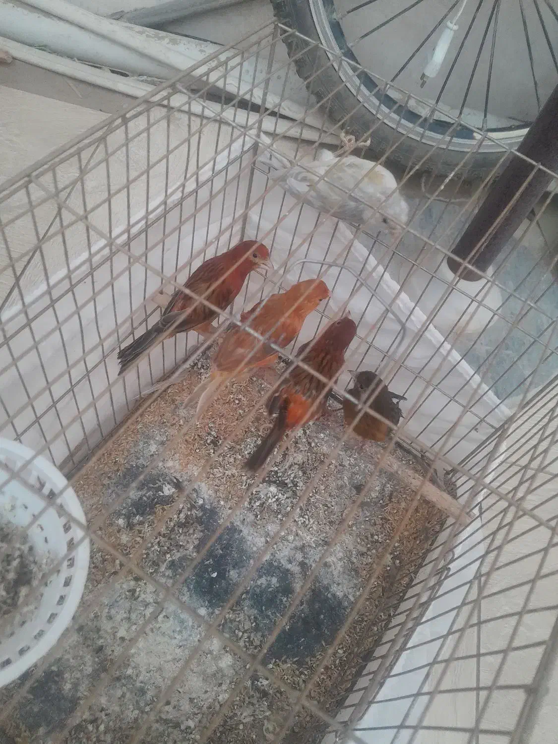 قناری سوخته سرخ|پرنده|جیرفت, |دیوار