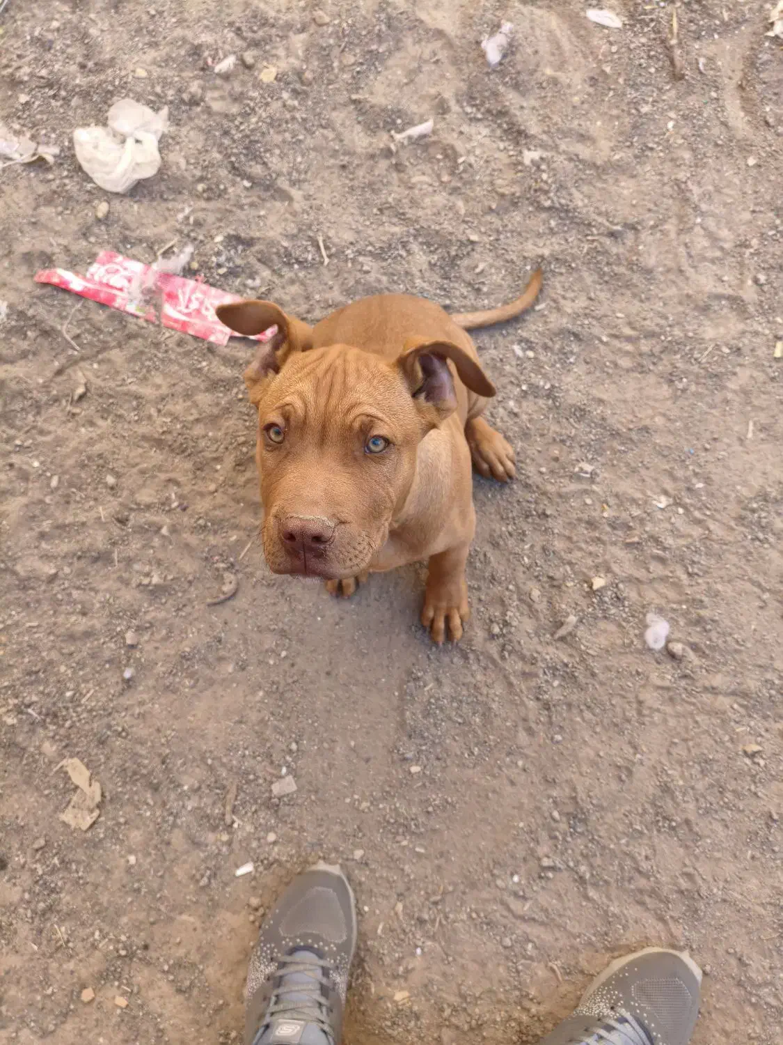 سگ نر 4ماهه نژادپیت بول|سگ|جوین, |دیوار