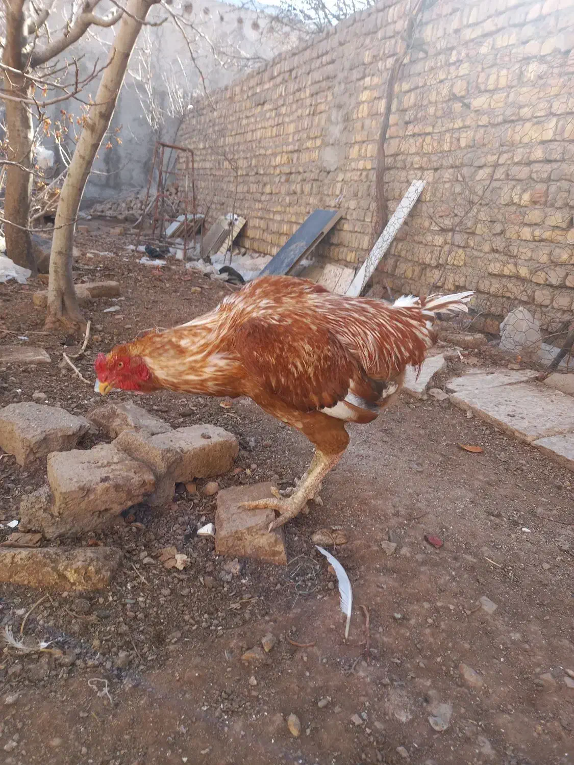 خروس لاری|حیوانات مزرعه|شهر ری, تصفیه خانه|دیوار