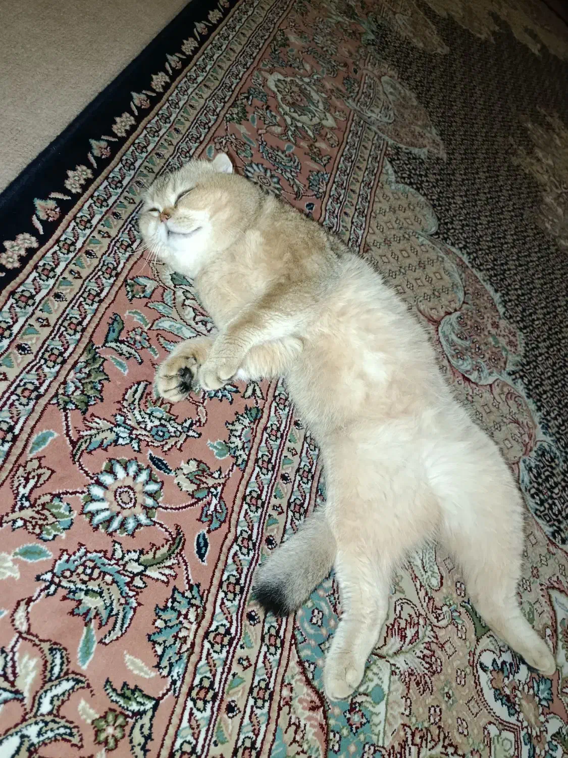 گربه بریتیش گلد|گربه|کرمانشاه, |دیوار