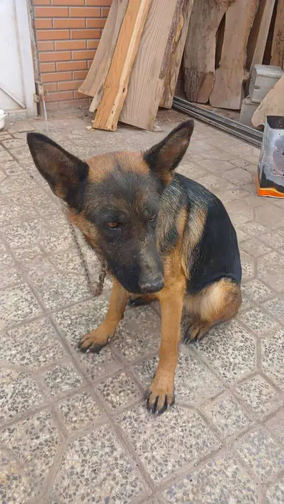 سگ گوش تیز|سگ|مبارکه, |دیوار