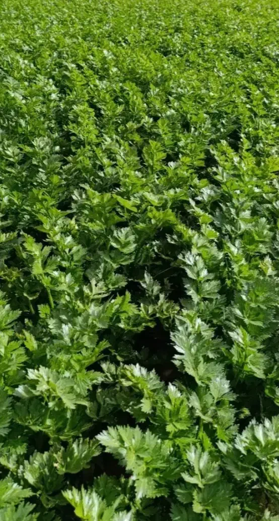 کرفس|عمده‌فروشی|اندیمشک, |دیوار