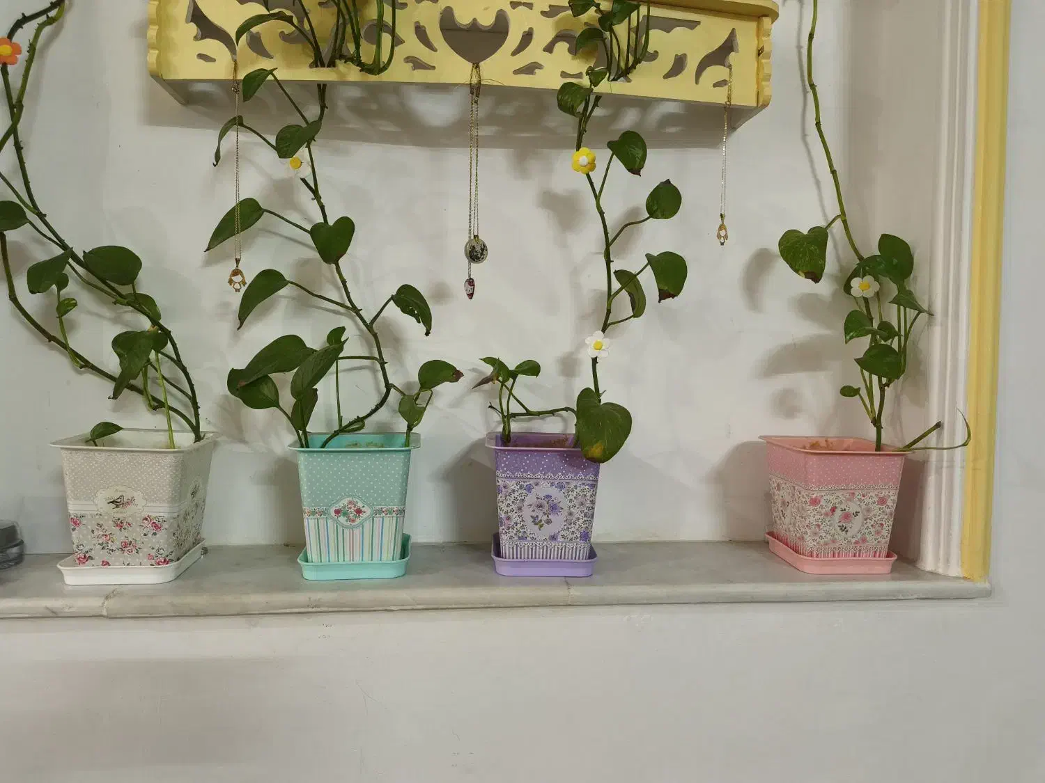 گلدان|گل و گیاه طبیعی|قم, نوقطار|دیوار