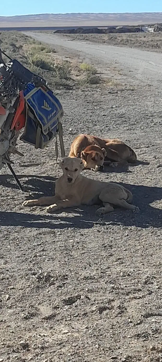 توله ۴ماهه نسل عالی|سگ|اسحاق آباد, |دیوار