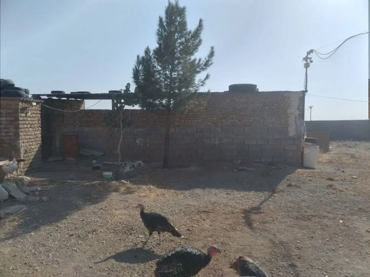 فروش باغ شادمهر|فروش خانه و ویلا|تربتحیدریه, پائین ولایت|دیوار