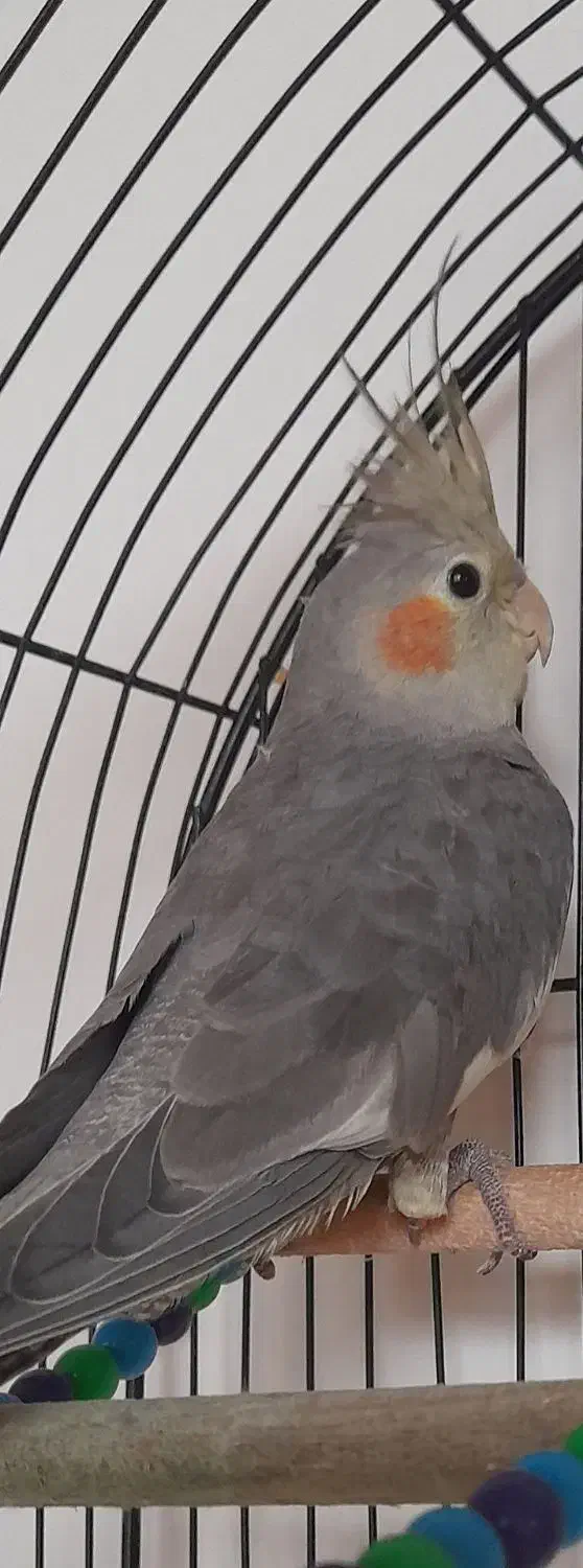 عروس هلندی ماده ۵۰۰|پرنده|رشت, گلسار|دیوار