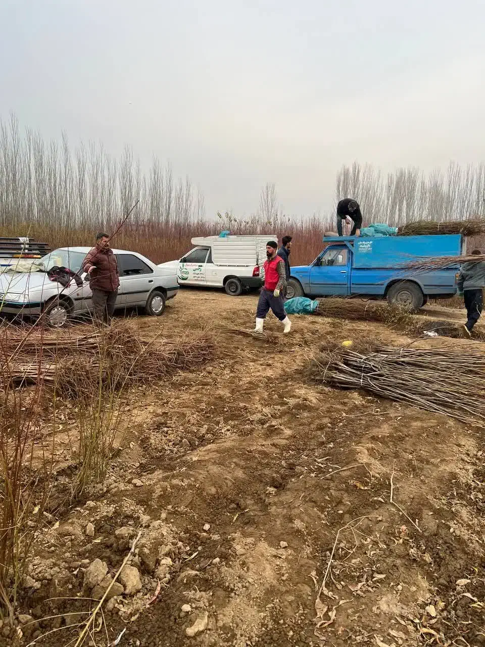 پیشفروش نهال سنجد دراوا|خدمات باغبانی و درختکاری|طبس, |دیوار