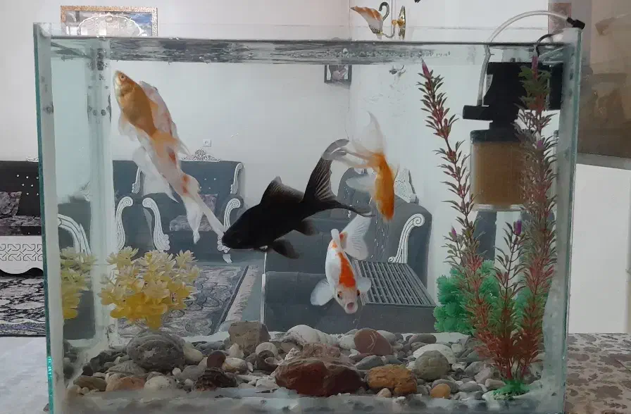 آکواریوم و ماهی|ماهی|ایلام, |دیوار