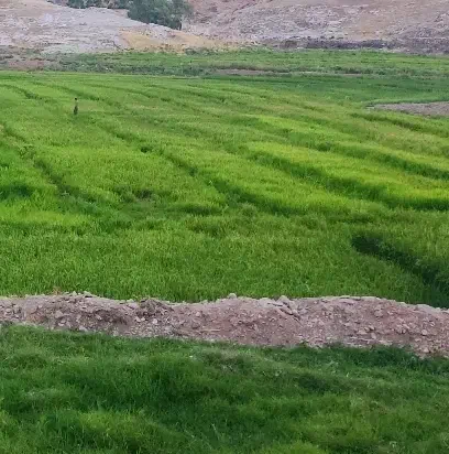 برنج فجر کاشت امسال|خوردنی و آشامیدنی|دره شهر, |دیوار