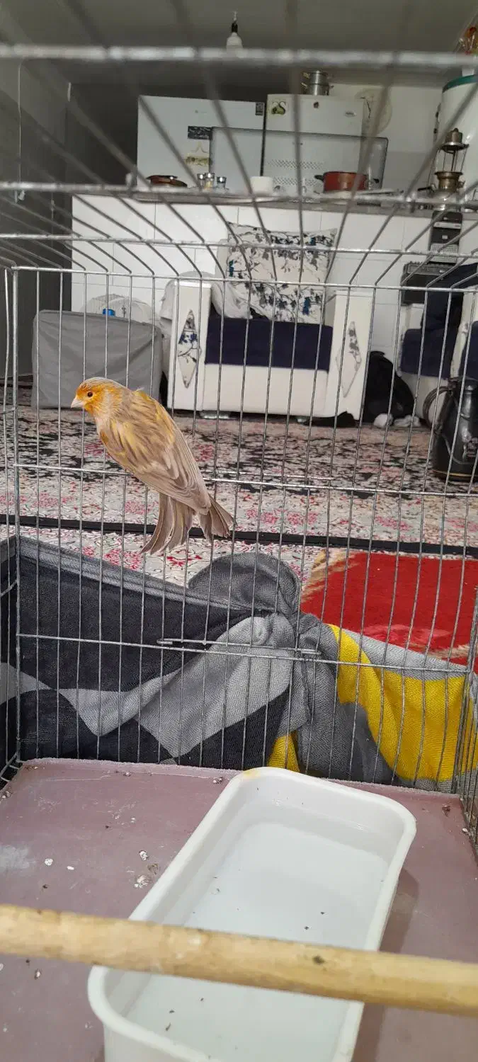 قناری دارچین سرخ نر|پرنده|کرمان, |دیوار