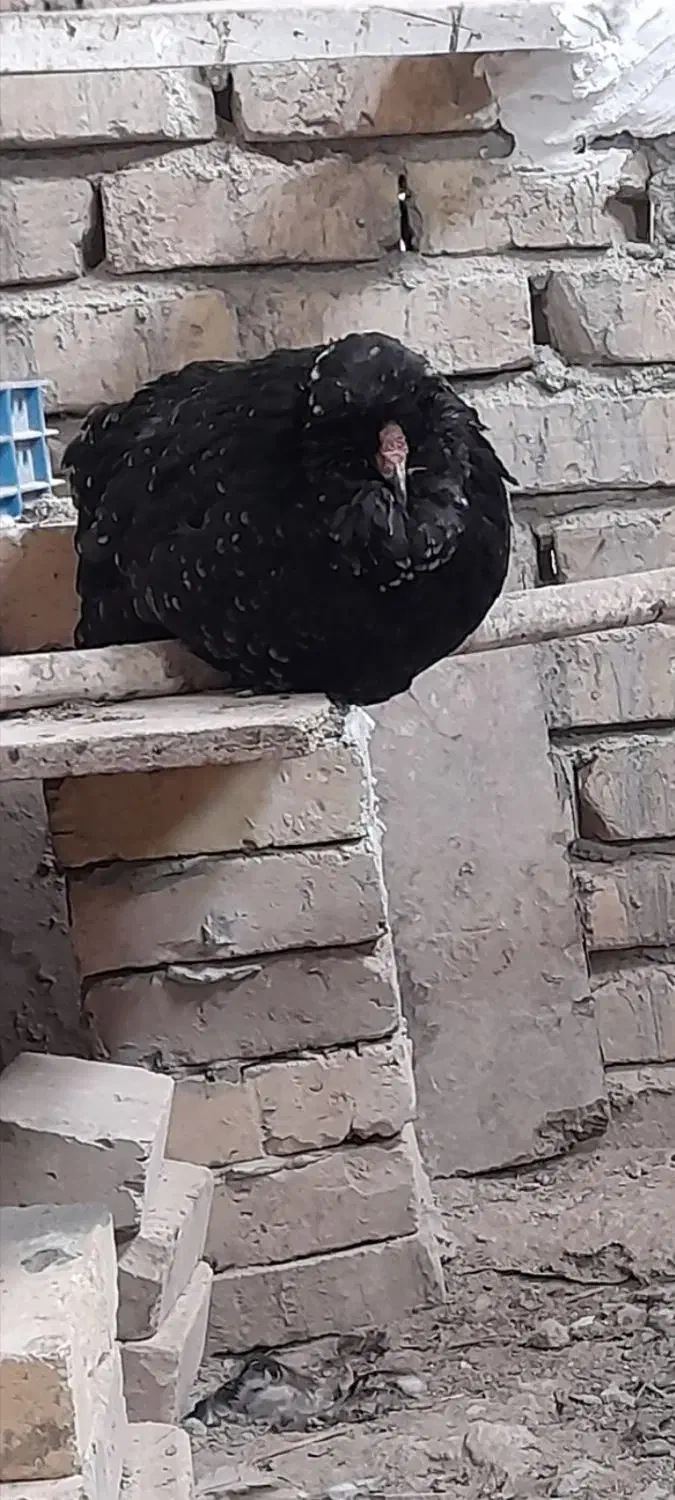 جوجه گلین لری|حیوانات مزرعه|ورامین, خیر آباد|دیوار