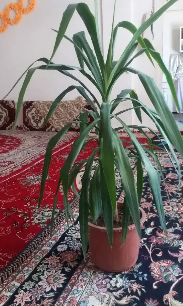 گل یوکا|گل و گیاه طبیعی|اسلامآباد غرب, |دیوار