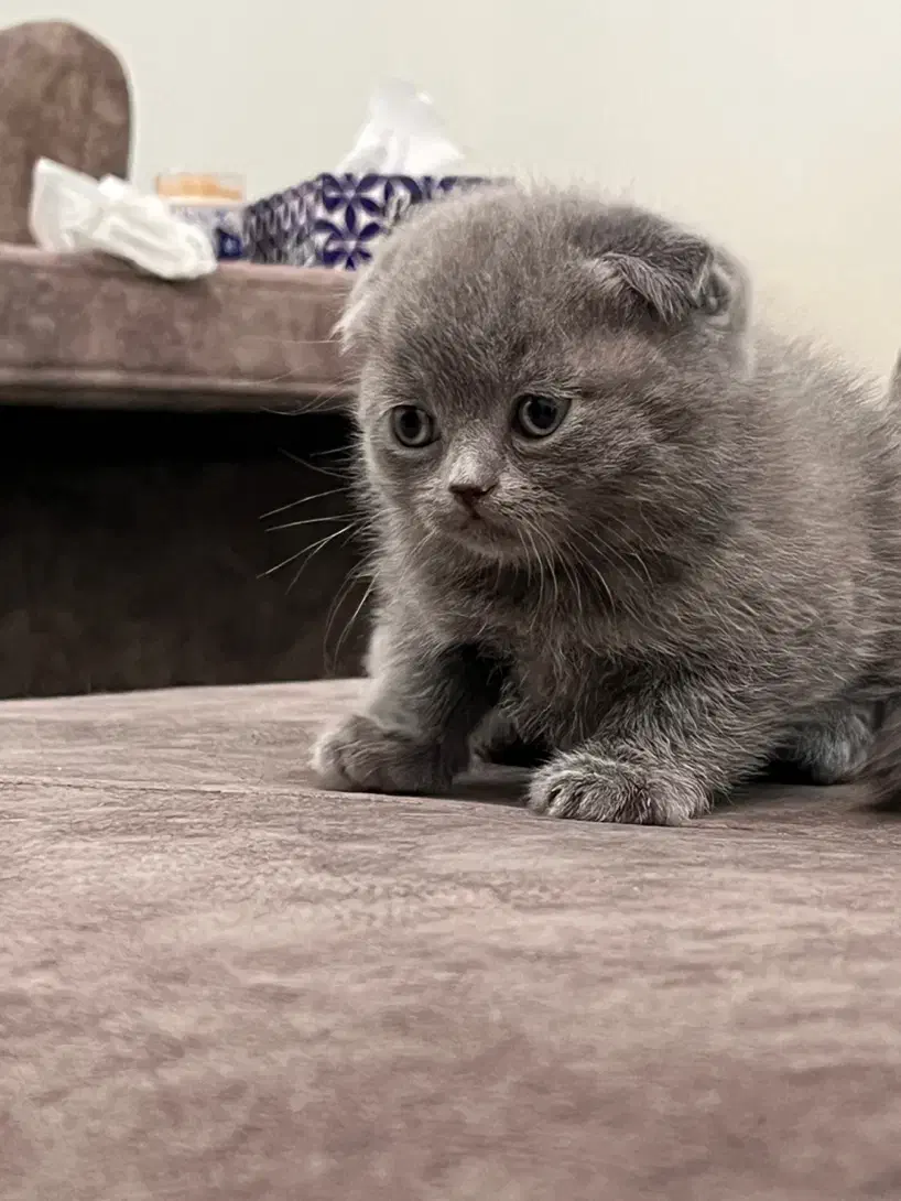 اسکاتیش فولد بلو|گربه|کرمان, |دیوار