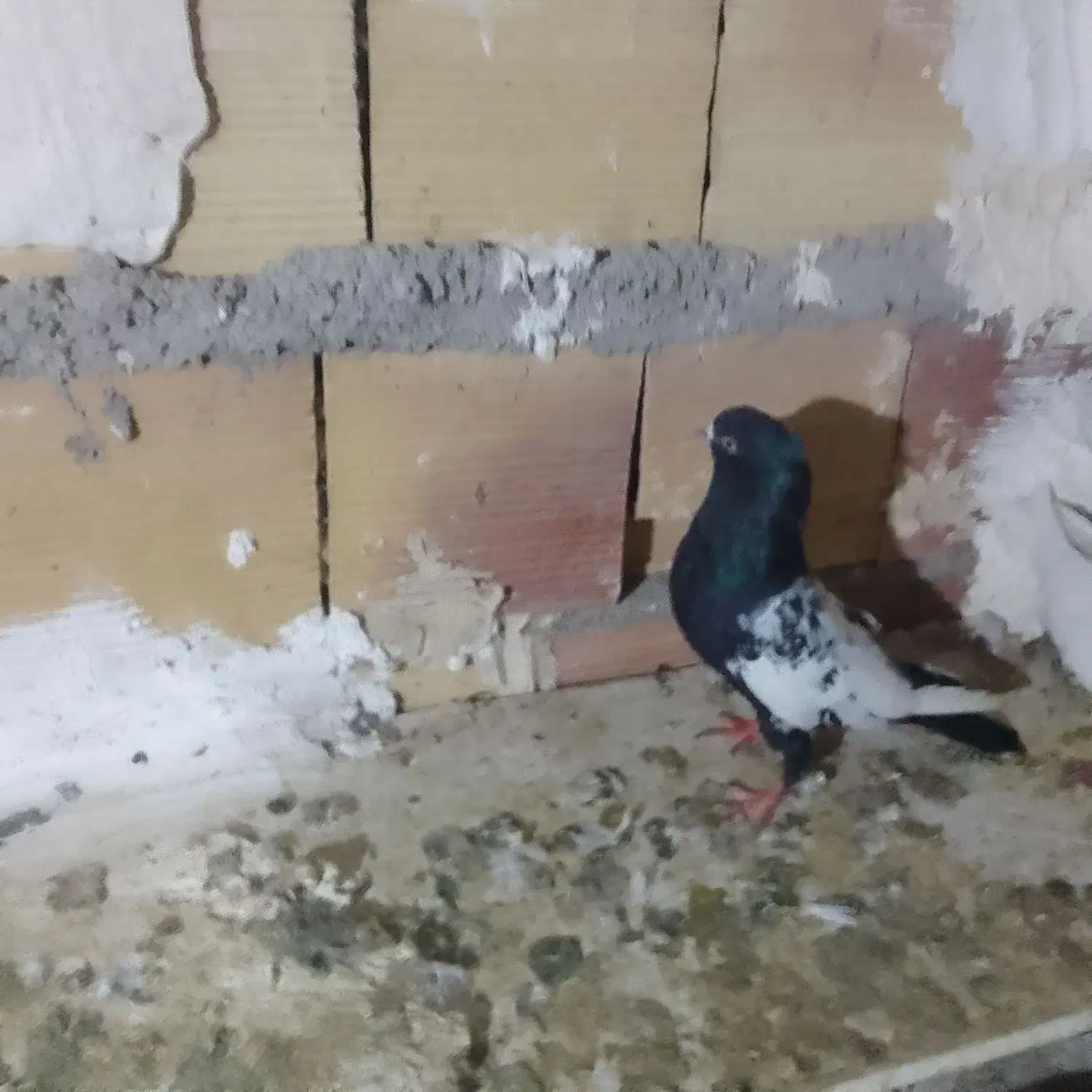 یجفت سینلی یدونه|پرنده|میانه, |دیوار