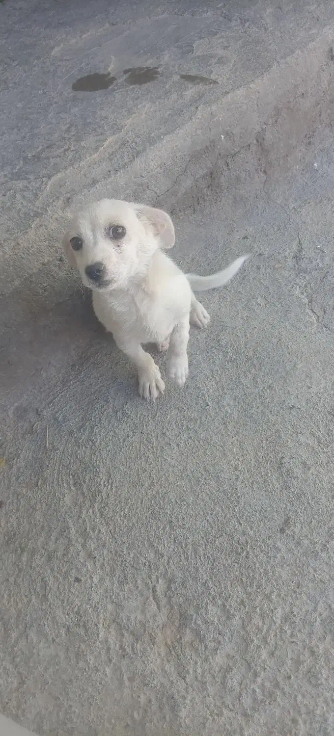 سگ اشپیتز تریر|سگ|مشهد, نوده|دیوار