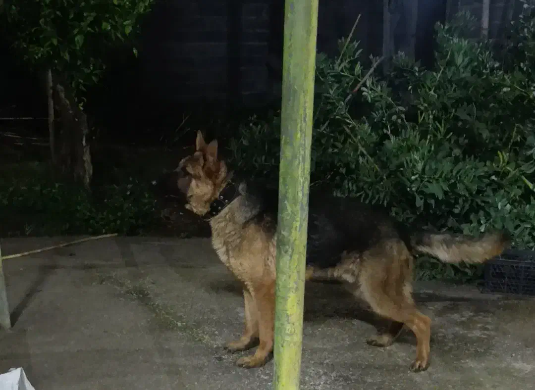 ژرمن شپرد|سگ|رودسر, |دیوار