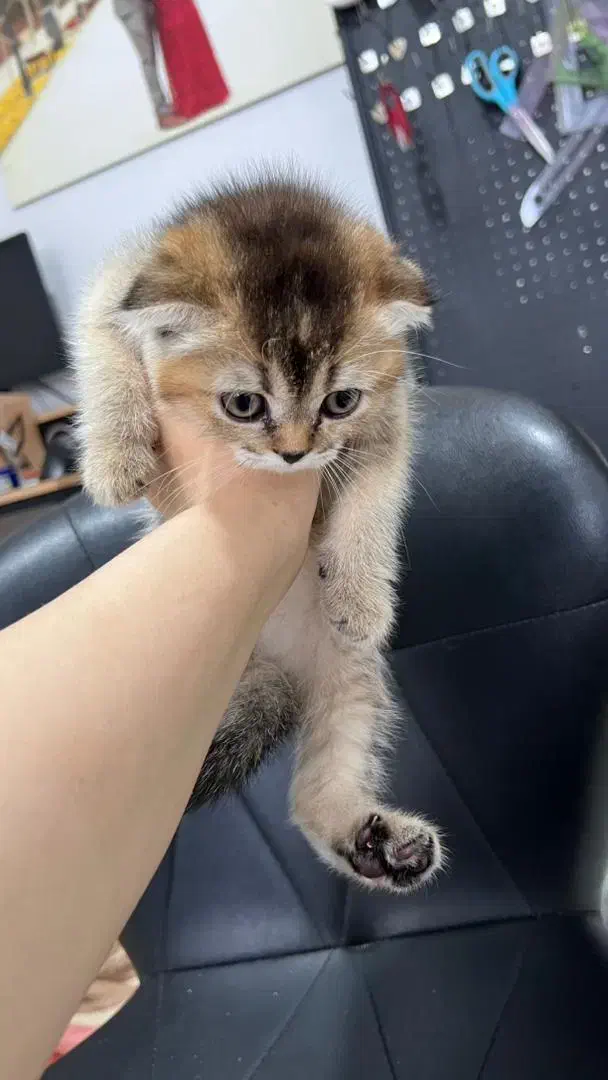 گربه اسکاتیش فولد|گربه|میاندوآب, |دیوار