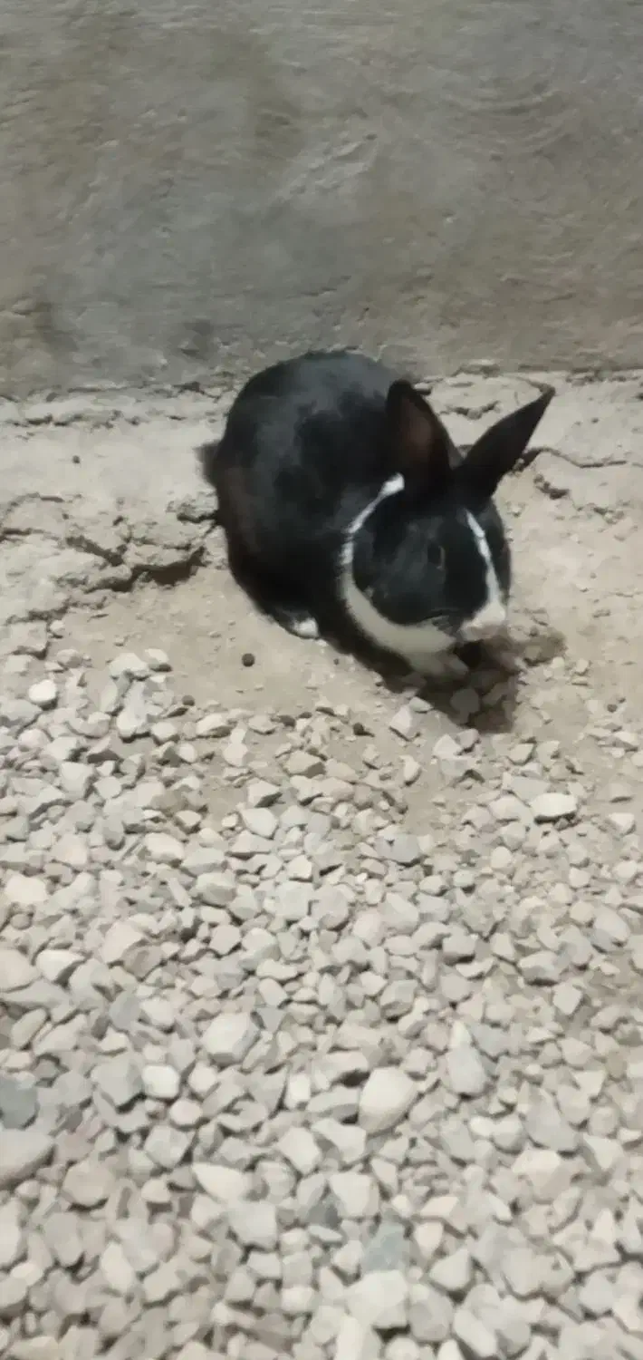 خرگوش نر و ماده|موش و خرگوش|کازرون, |دیوار