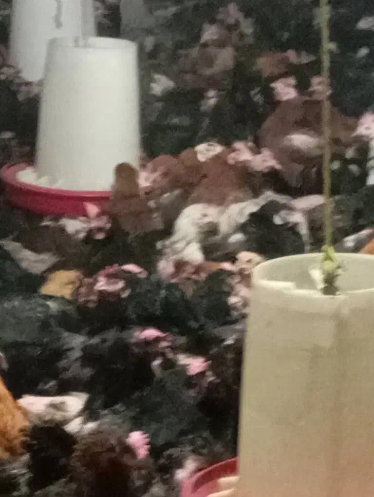 مرغ تخمگذار محلی درجه یک|حیوانات مزرعه|شیراز, بید زرد|دیوار