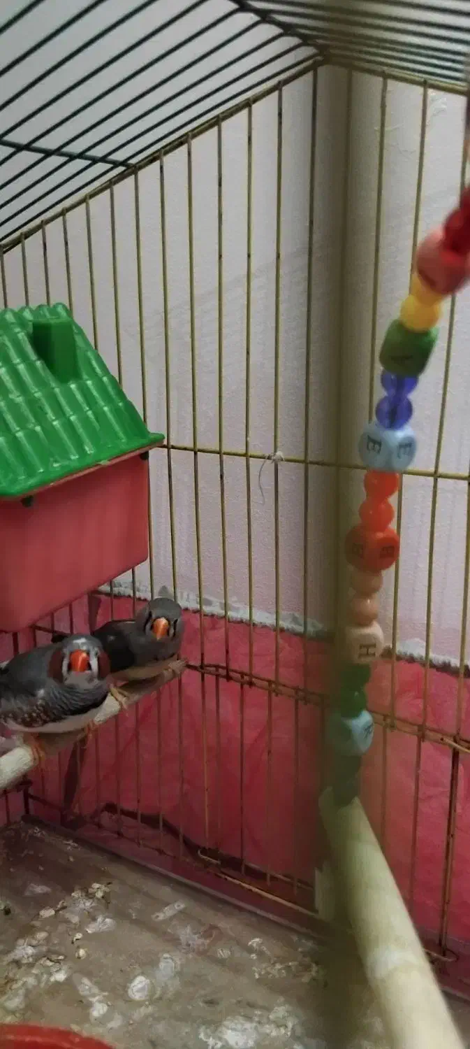 پرنده|پرنده|پاکدشت, پاکدشت (مامازند)|دیوار