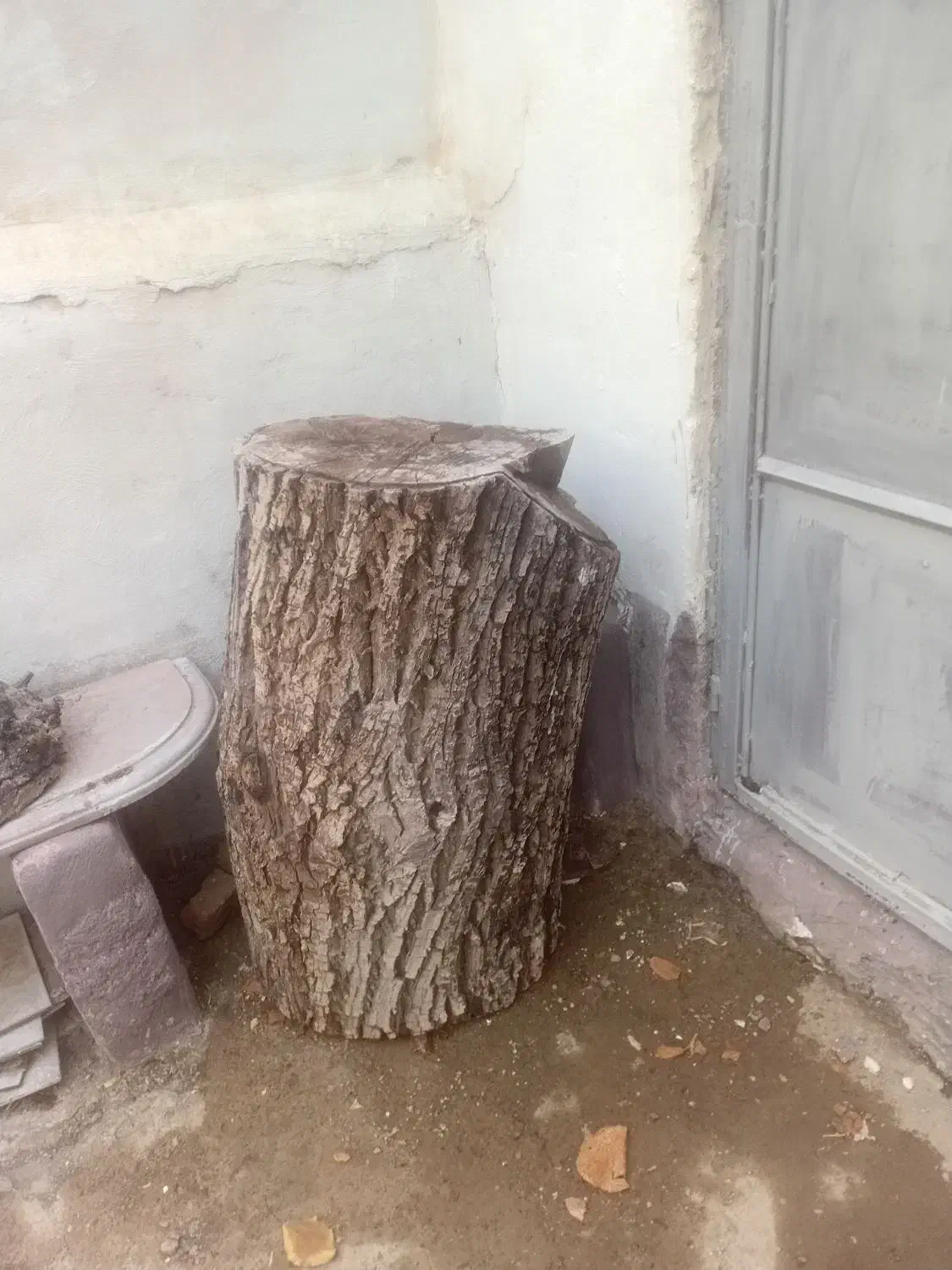 فروش تنه درخت گردو|گل و گیاه طبیعی|لواسان, |دیوار