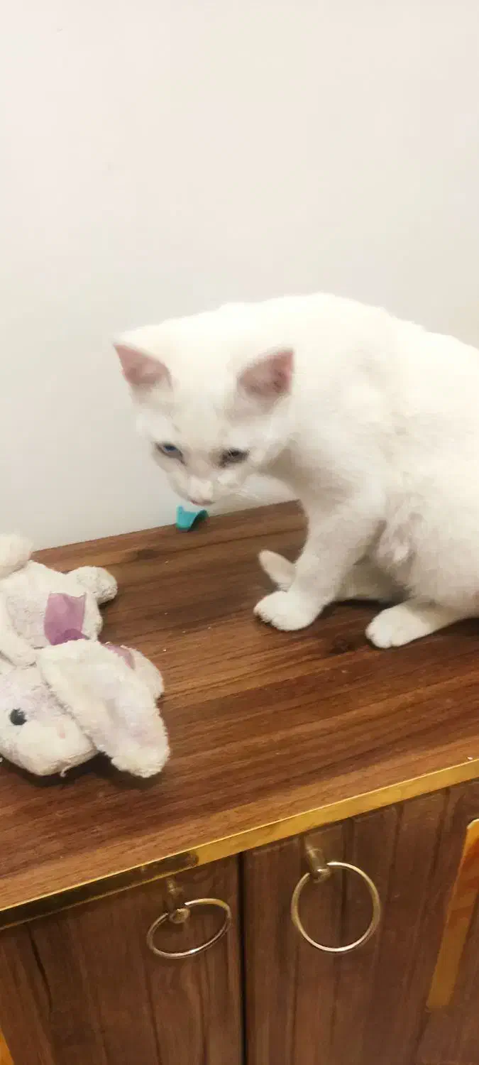 گربه پرشین|گربه|اردبیل, |دیوار