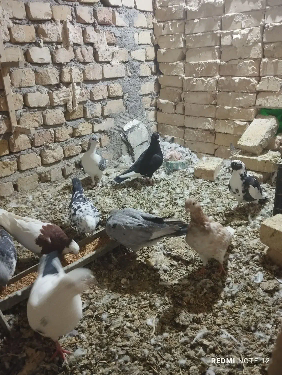 کفتر فروشی|پرنده|کاشمر, |دیوار