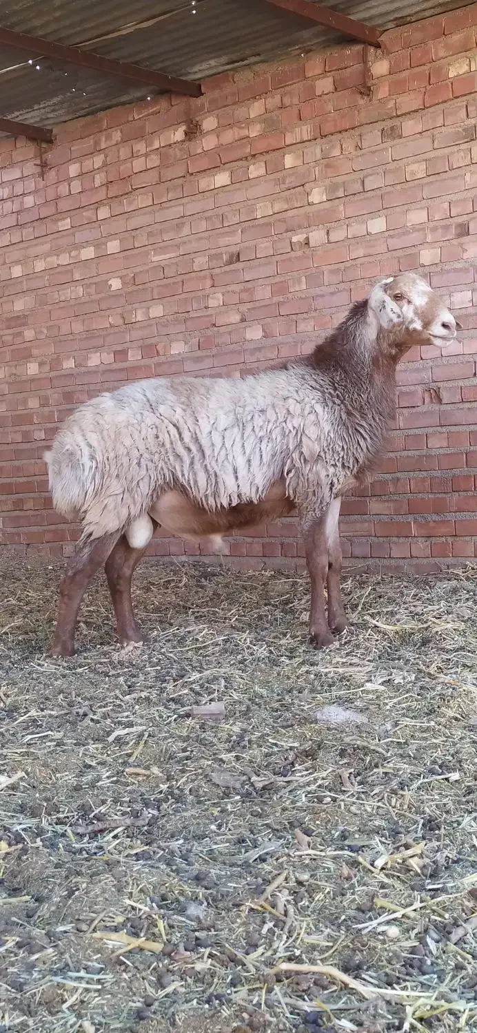 بره نر چینی اصیل قندوزی درشت و سالم|حیوانات مزرعه|کرمان, |دیوار