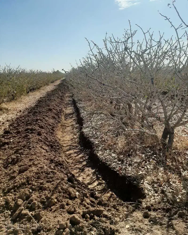 نهال پسته.|خدمات باغبانی و درختکاری|قنوات, |دیوار