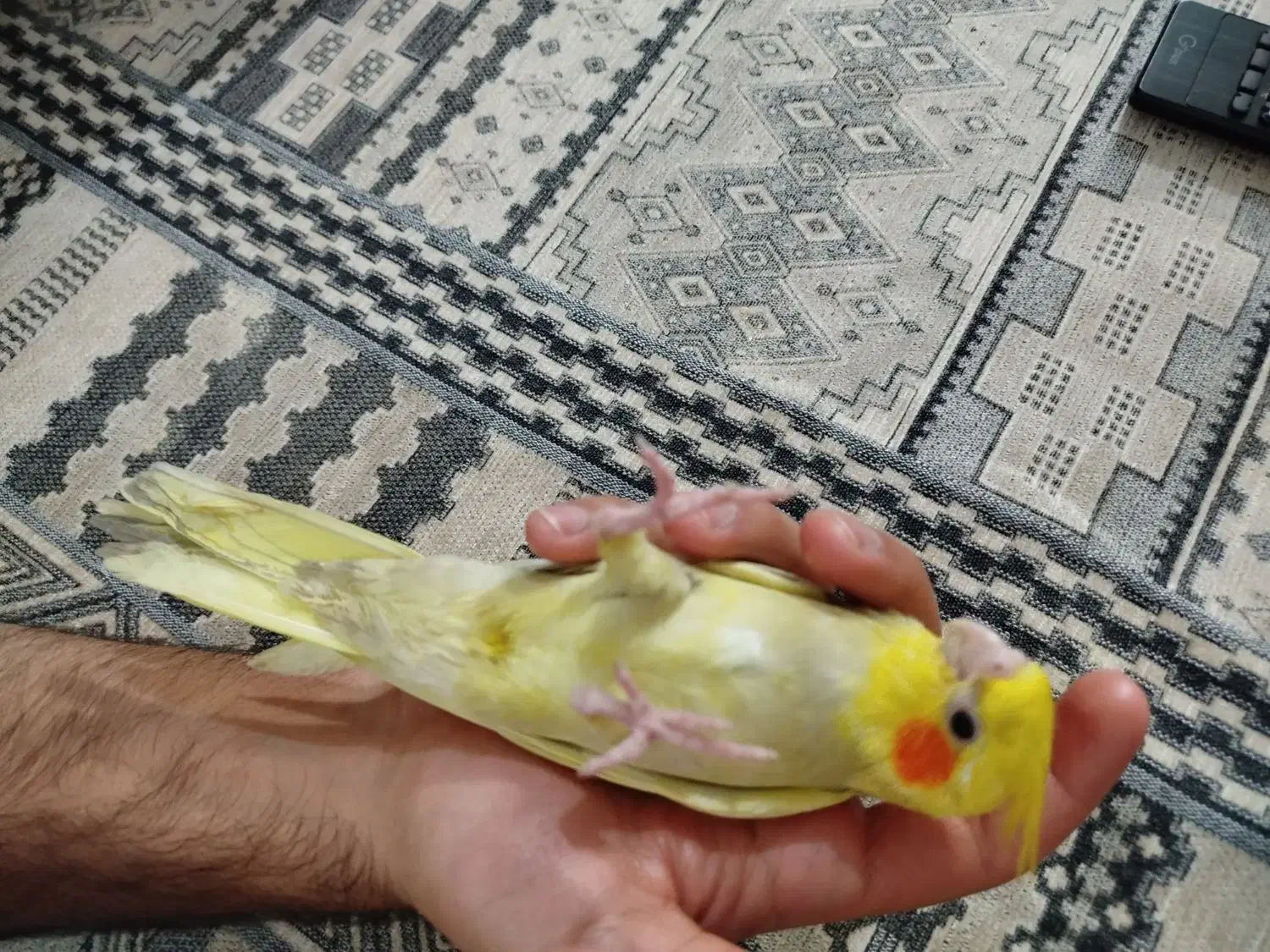 عروس هلندی گمشده|حیوانات|پاکدشت, حصار امیر|دیوار