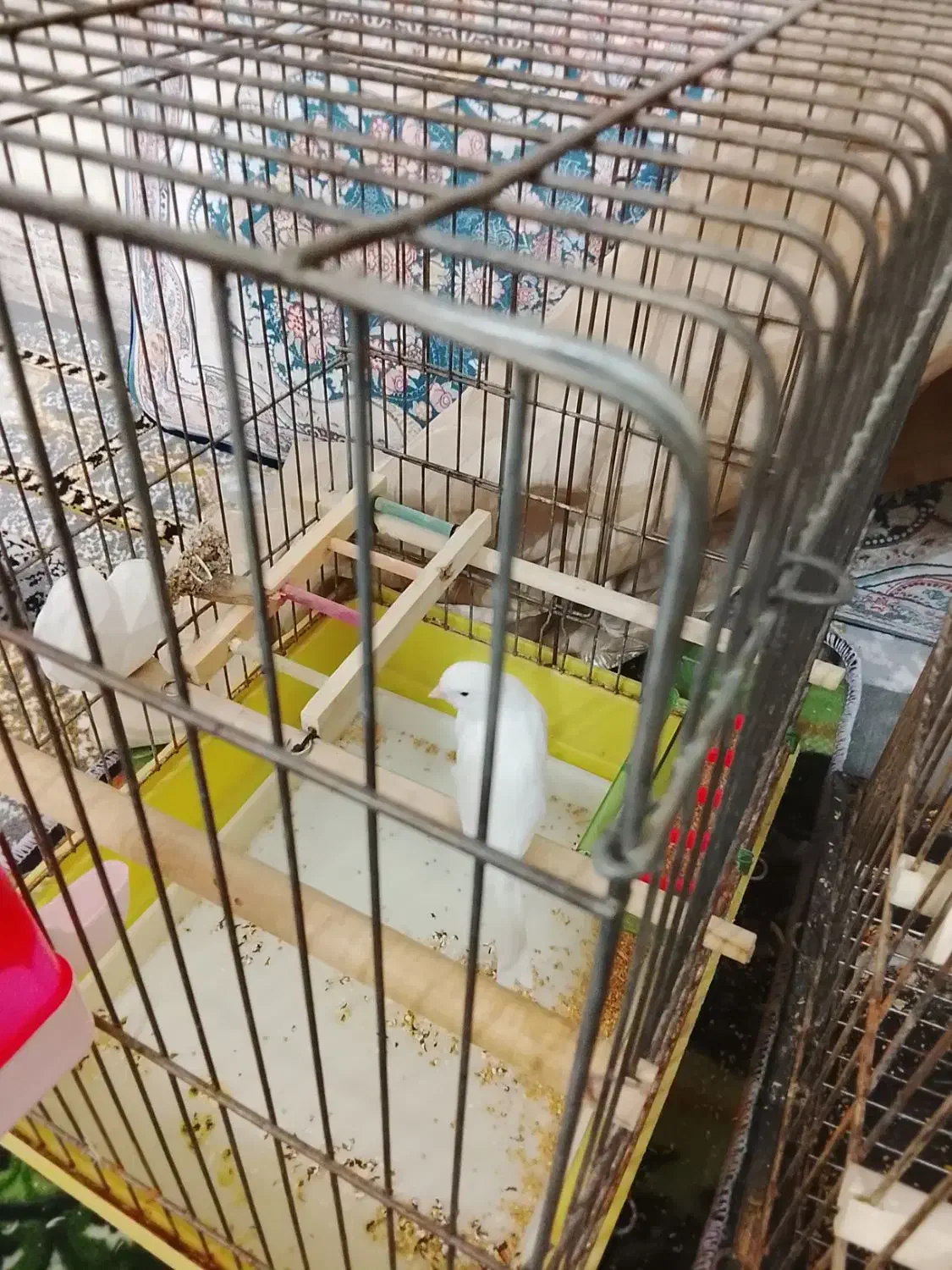 قناری|پرنده|ساوه, |دیوار