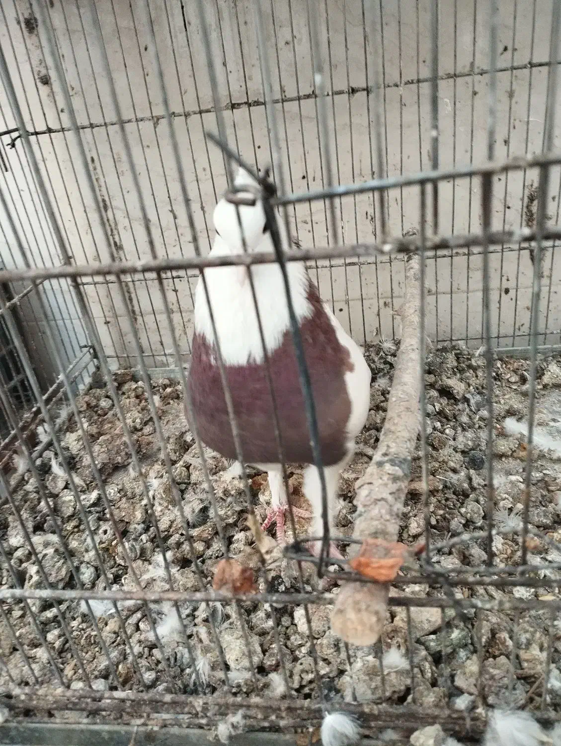 کبوتر طوقی|پرنده|فولادشهر, B2|دیوار