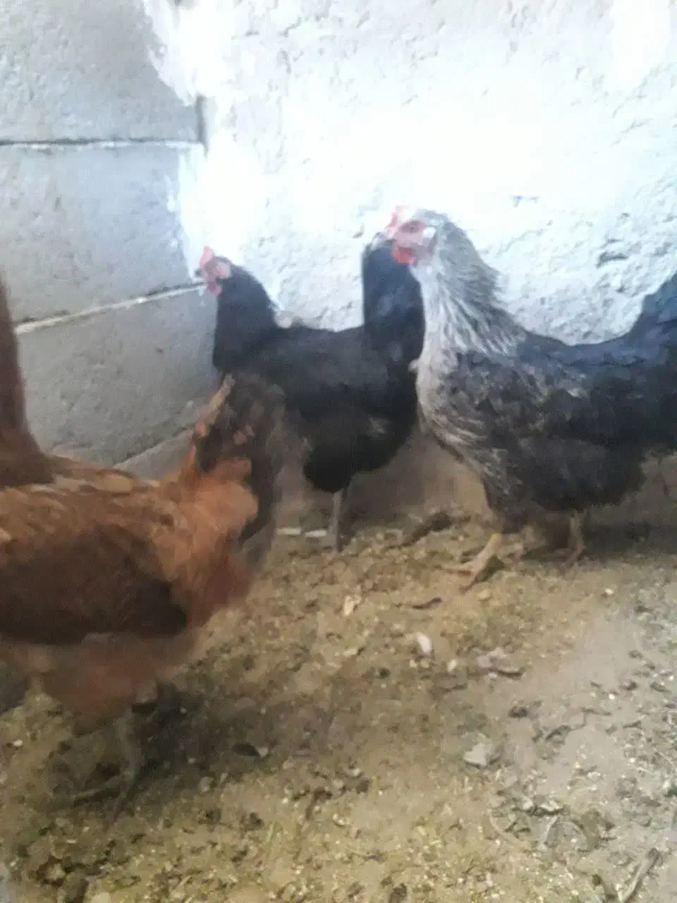 مرغ بومی تخم گذار|حیوانات مزرعه|خمینی‌شهر, |دیوار