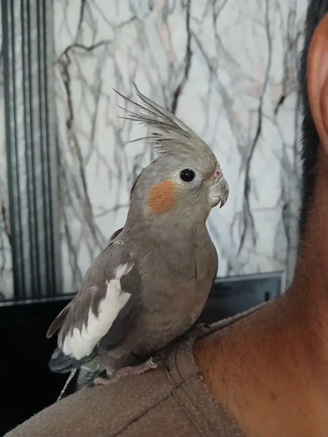 عروس هلندی|پرنده|شاهین‌شهر, فیض|دیوار